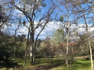 a group of trees in a grassy field at Foothill Acres in Midpines