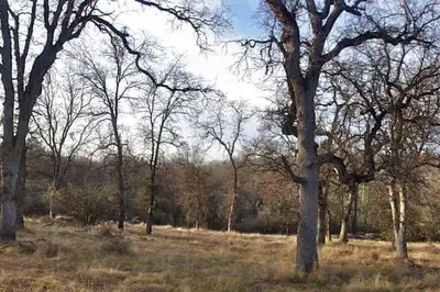 a group of trees in a field with grass at Foothill Acres in Midpines