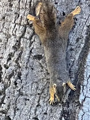 a dead animal laying on the side of a tree at Cozy Sequoia Forest Cabin near Lake Isabella in Wofford Heights