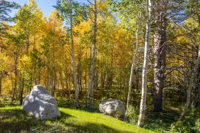 two rocks in a field with trees in the background at Creekhouse 1551 in Mammoth Lakes
