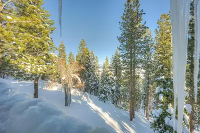 a forest of trees with snow on the ground at Rocky Revival in Truckee