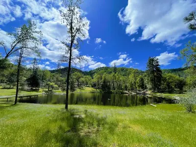 a tree in a field next to a lake at Log Cabin w/ pool, spa, game room, sleeps 20 in Coarsegold