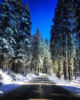 an empty road with snow covered trees on the sides at Cabin #5 in Strawberry