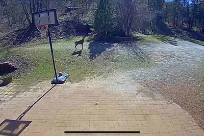 a basketball hoop and a deer in a field at Forest Cabin by China Creek in Oakhurst