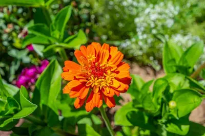 an orange flower with green leaves in a garden at Alpine 4 Bedroom Retreat with Hot tub and Pool table in Coarsegold