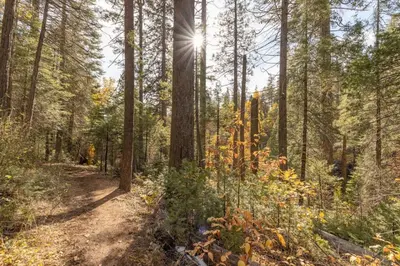a dirt trail in a forest with trees at Red Rock Falls Cabin, 8 miles from Yosemite South Gate, with trailhead, Game Room and HotTub in Oakhurst
