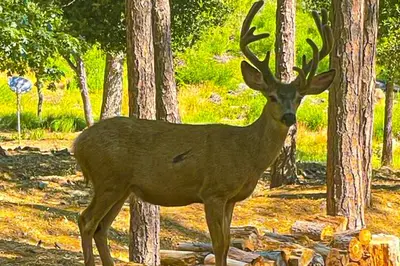 a deer with large antlers standing next to trees at Big Creek Hideaway in Groveland