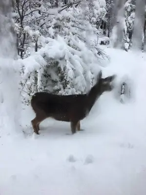 a black dog standing in the snow at Uncle Grizz's Cabin...get intouch with nature in Bass Lake Annex