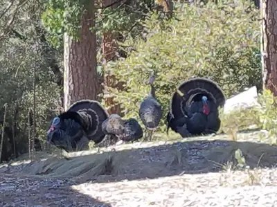a group of turkeys standing next to each other at Uncle Grizz's Cabin...get intouch with nature in Bass Lake Annex